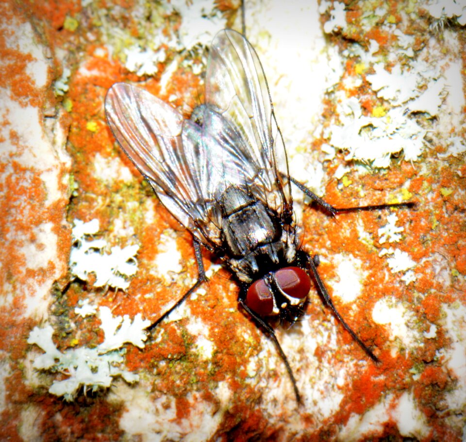 Macro animal bug