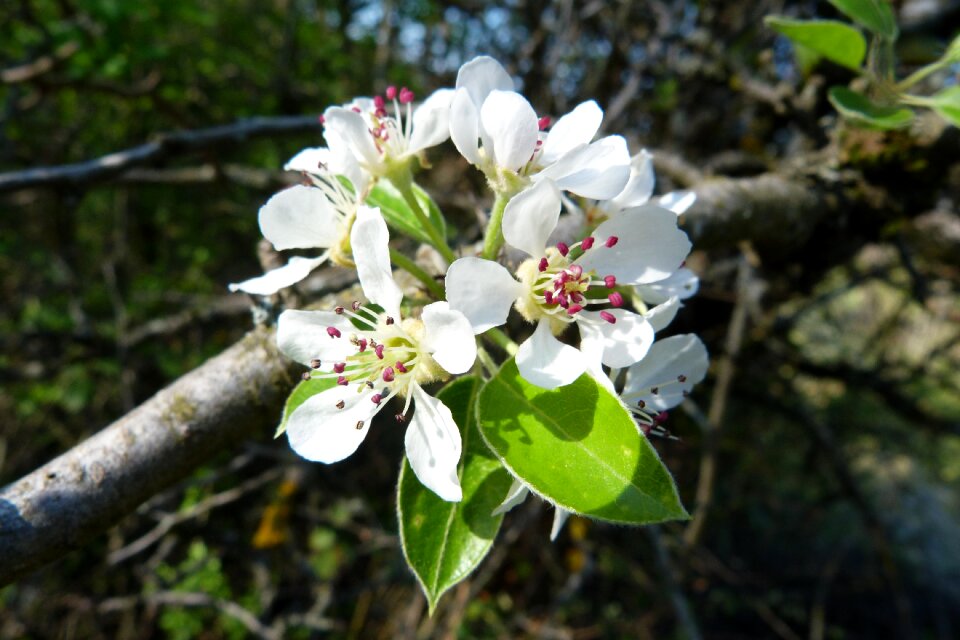 Spring flowering blossomed