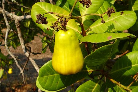 Anacardiaceae mango family ripe