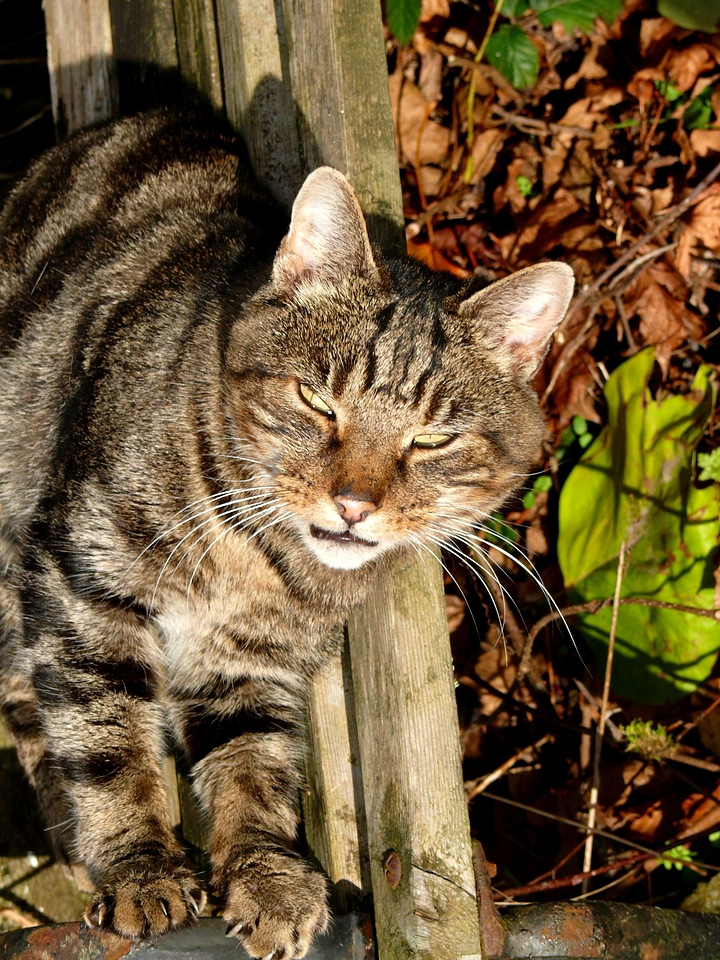 Feline pet animal