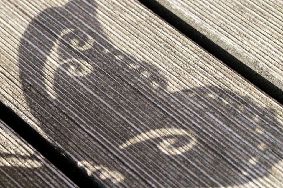 Butterfly wings curlicue cast shadow