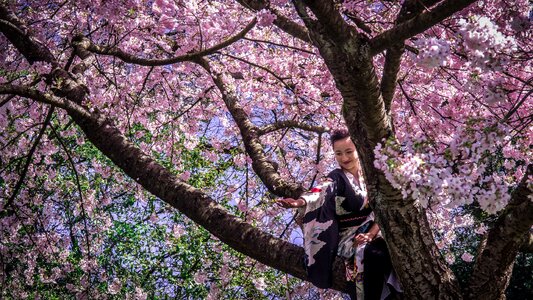 Cherry blossom tree