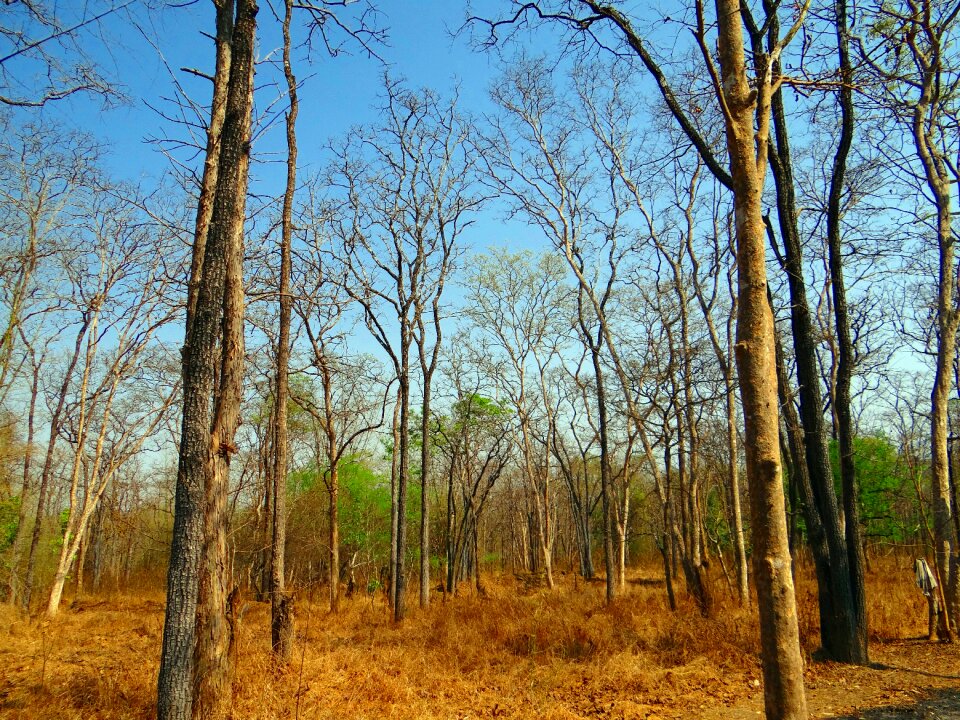 Leaves shed summer western ghats