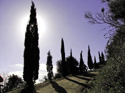 Cypress trees backlight