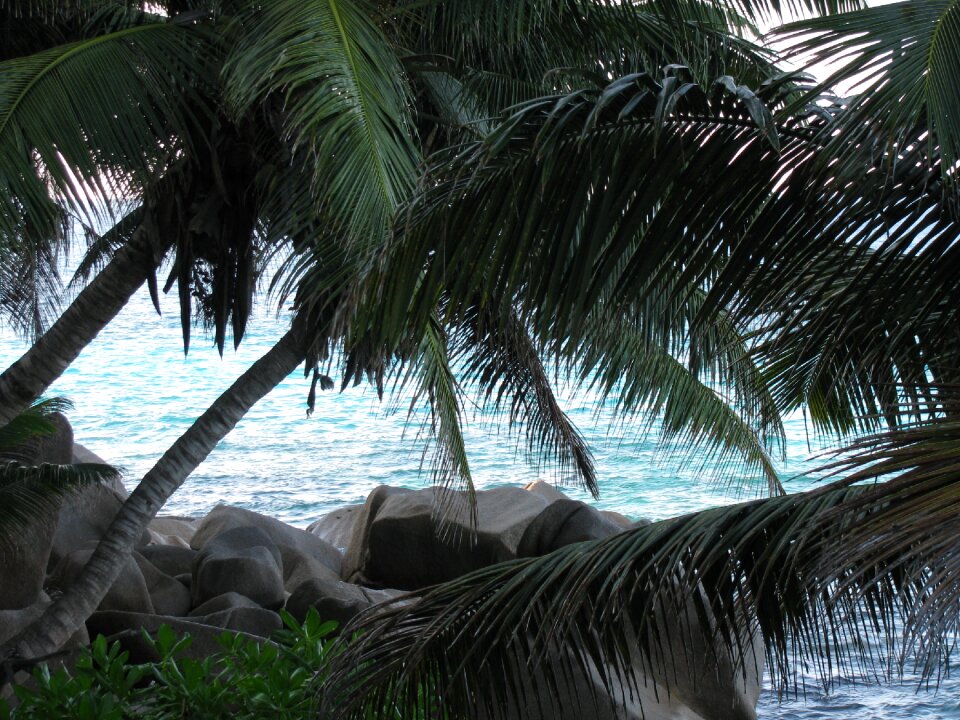 Island indian ocean palm trees