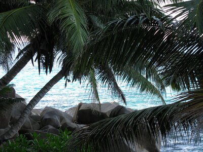 Island indian ocean palm trees