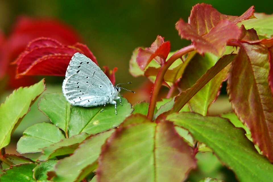 Blue butterfly insect