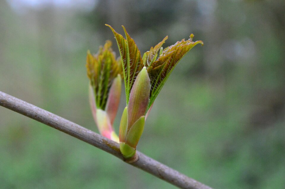 Plant chestnut nature