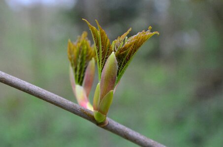 Plant chestnut nature