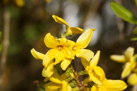 Forsythia flowers spring lenz photo
