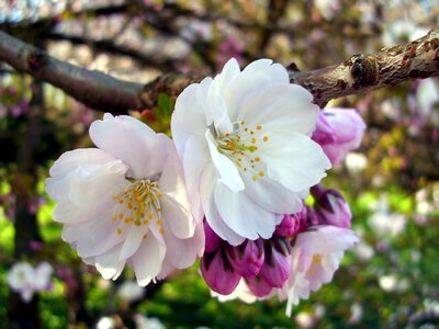Spring nature cherry blossom photo