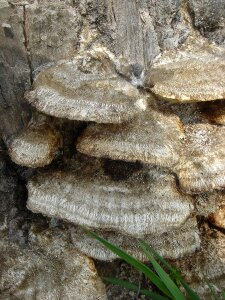 Fungus defeated polypore photo
