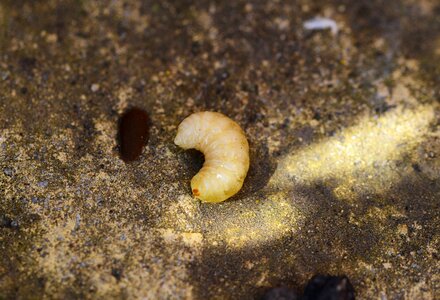 Bee hatch brood