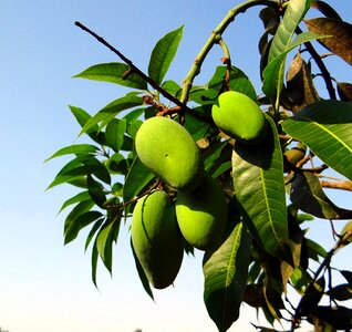 Green orchard india