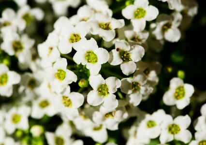 Sweet alison sweet alyssum white