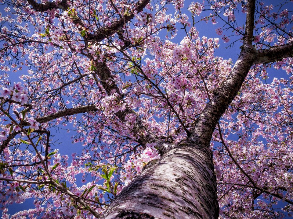 Bloom nature spring flowers