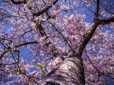 Bloom nature spring flowers