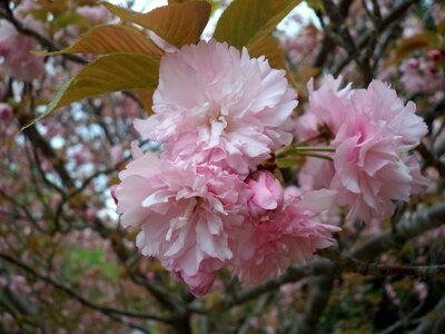 Blossom spring blossoms
