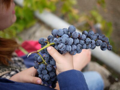 Sicily wine wine making