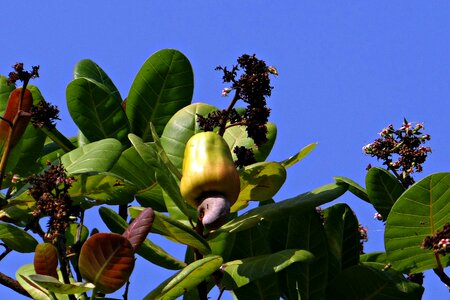 Anacardiaceae mango family ripe