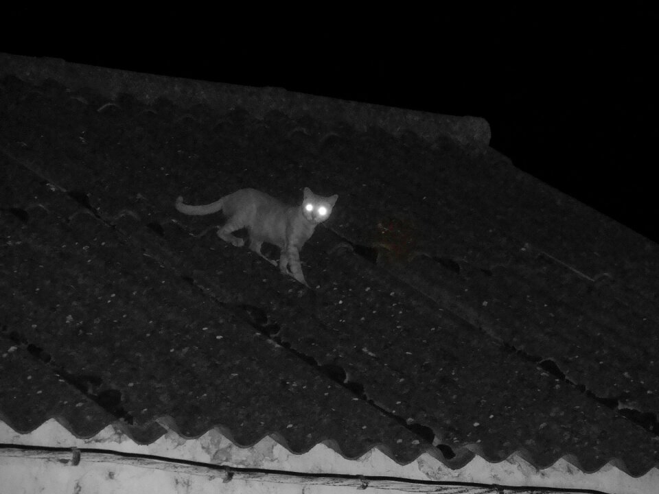 Cat feline animals