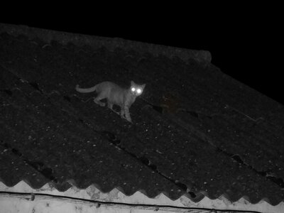 Cat feline animals