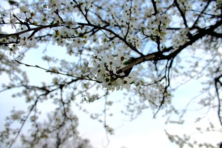 Flower white spring