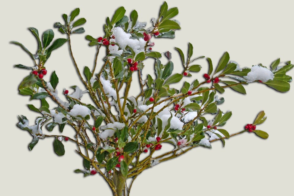 Berries rowanberries nature