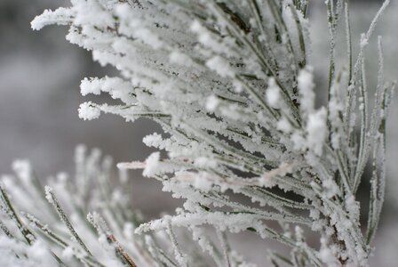 Tree needles sprig