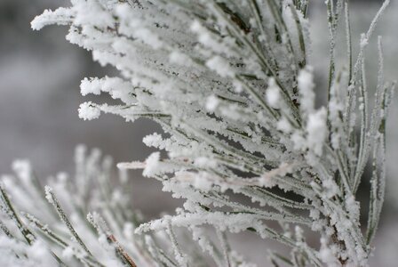 Tree needles sprig photo