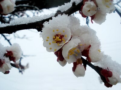 Flowers snow cold