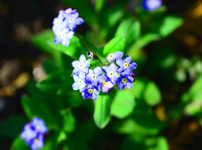 Blue tiny flower photo