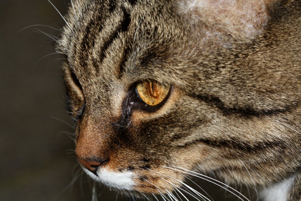 Cat's eyes animal curious