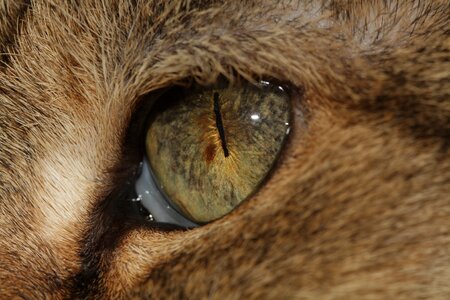 Cat domestic cat nose