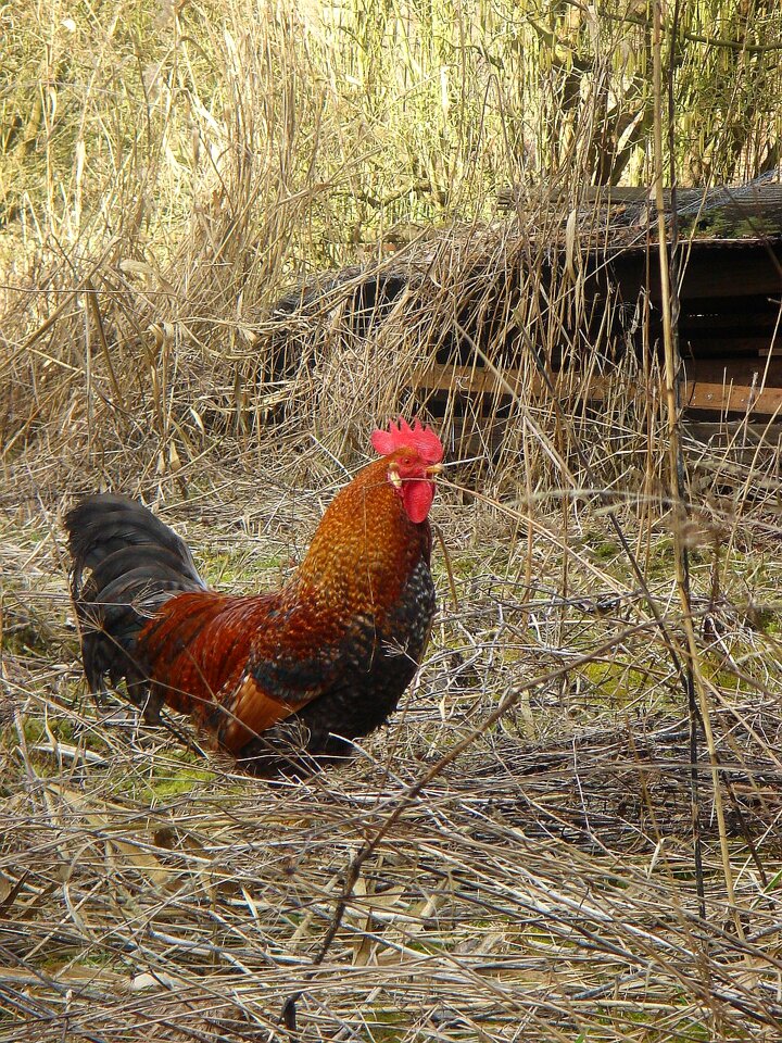 Poultry pet feather