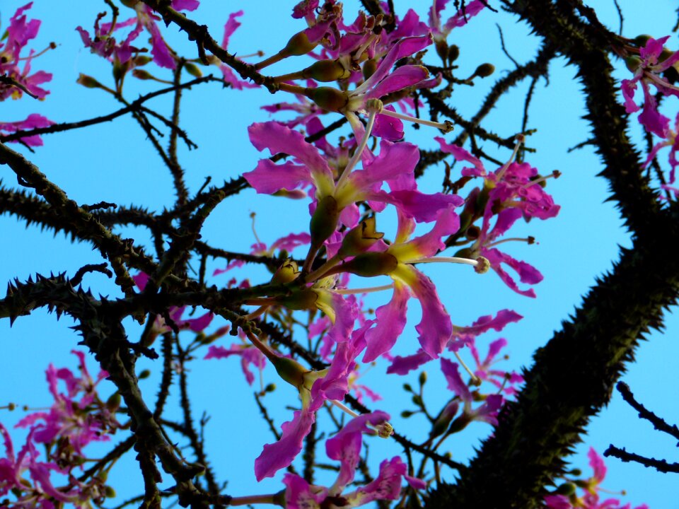 Tribe prickly young tree