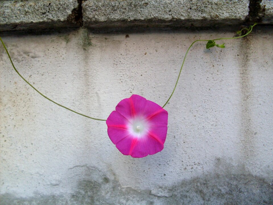 Morning glory city fence