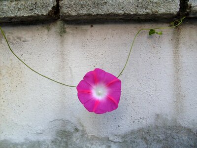 Morning glory city fence