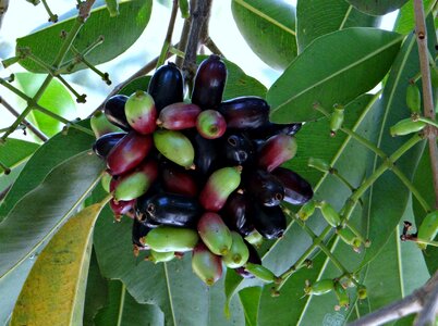 Syzigium cumini green semi-ripe