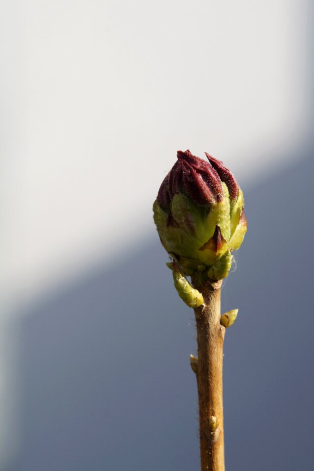 Garden nature wait