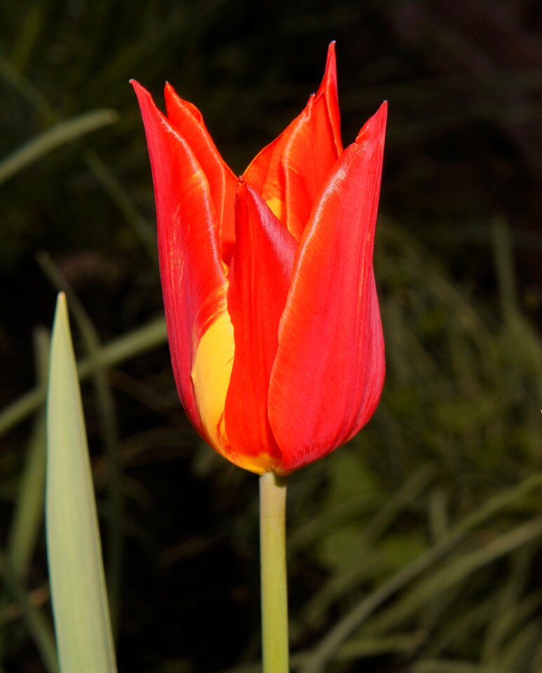 Flower blossom bloom