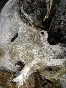 Tree decay wood