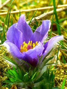 Hahnenfußgewächs dry plant flower