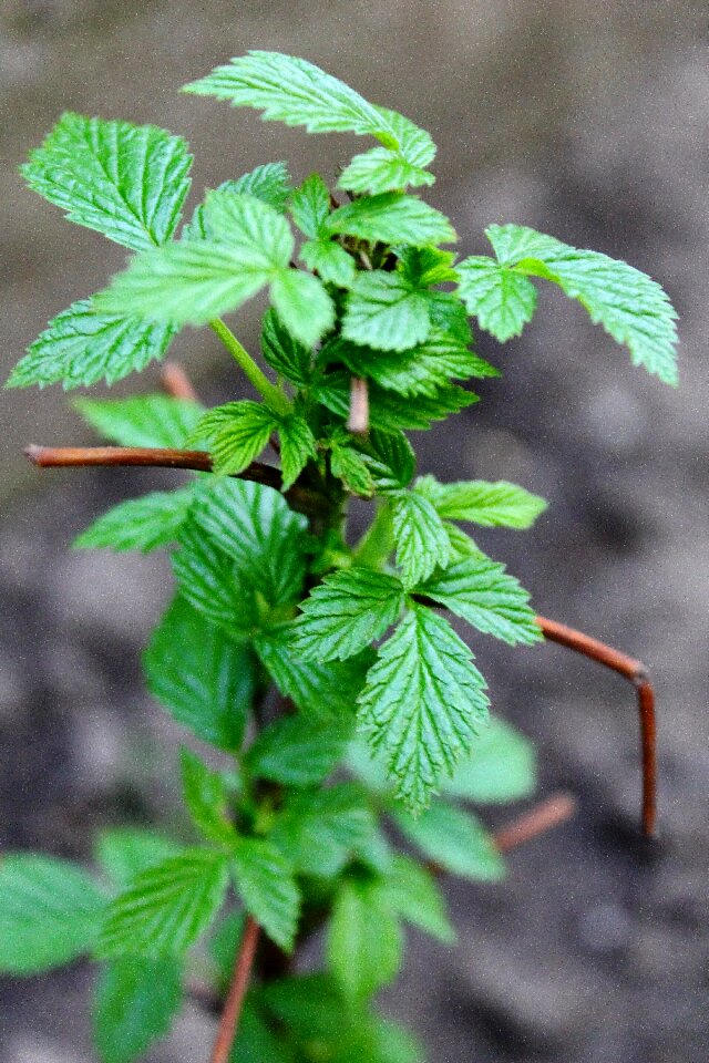 Spring garden raspberry bush