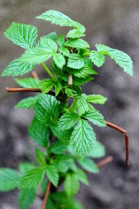 Spring garden raspberry bush