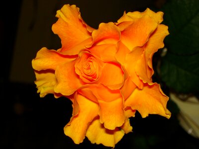 Bloom macro roses