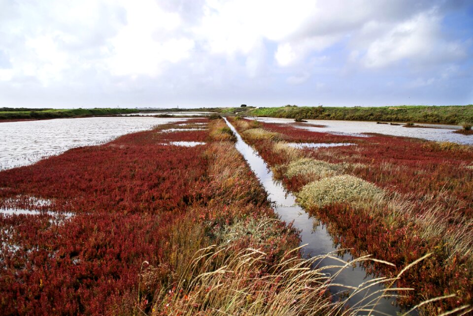 Marsh salant guérande