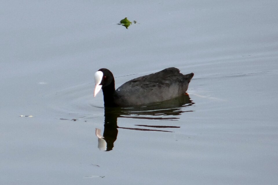 Bird rallidae water bird