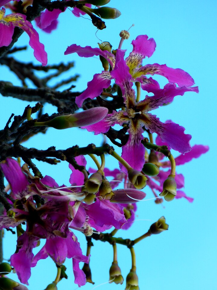 Blossom bloom pink