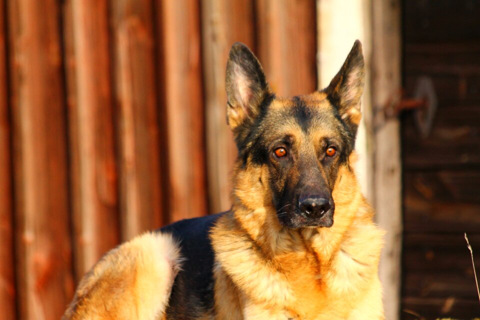 German german shepherd shepherd dog